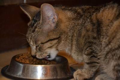 Почему моя кошка ест слишком быстро? - mur.tv
