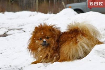 Виктор Бобыря - Жителей Коми чаще всего кусают хозяйские собаки - mur.tv - республика Коми