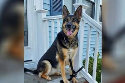 Собака из приюта спасла жизнь новому хозяину - mur.tv - Usa - штат Нью-Джерси