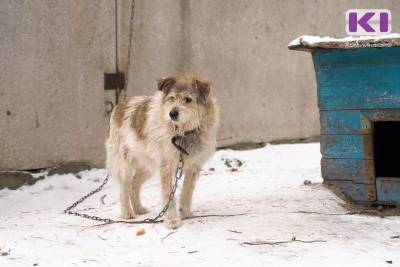 За последние два года в Коми от укусов собак пострадали более пяти тысяч человек - mur.tv - республика Коми