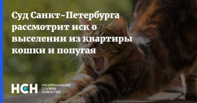 Суд Санкт-Петербурга рассмотрит иск о выселении из квартиры кошки и попугая - mur.tv - Санкт-Петербург