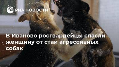 В Иваново росгвардейцы спасли женщину от стаи агрессивных собак - mur.tv - Москва - Иваново