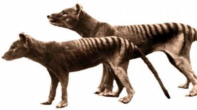 Тасманский волк мог дожить до XXI века - mur.tv