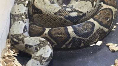Новосибирский зоопарк показал, как выглядит самая красивая змея на Земле - mur.tv - Россия - Новосибирск