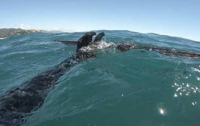 Акула напала на охотника и украла улов - mur.tv - Новая Зеландия