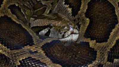 Видео из Сети. Новосибирский зоопарк показал, как выглядит самая красивая змея на Земле - mur.tv