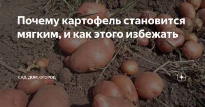Почему картофель становится мягким, и как этого избежать - sadogorod.club