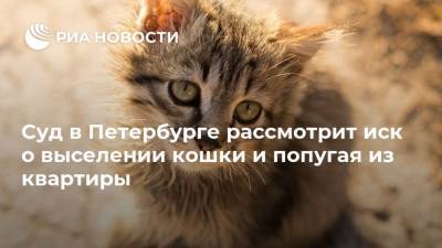Суд в Петербурге рассмотрит иск о выселении кошки и попугая из квартиры - mur.tv - Санкт-Петербург