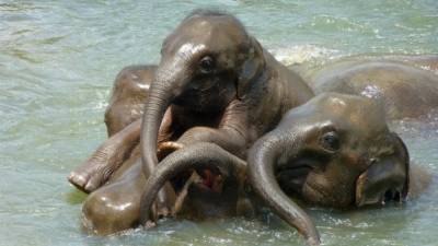 Ученые из США объяснили, почему слоны редко болеют раком - mur.tv - Сша - штат Нью-Йорк