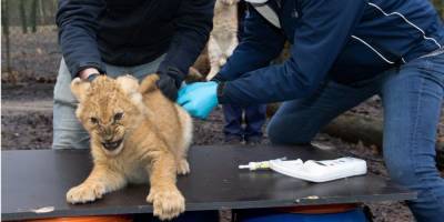 Настоящие дикие животные. В нидерландском зоопарке вакцинировали двухмесячных львят от кошачьего гриппа фото, видео - mur.tv