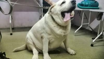 Нужно сбросить 30 кг: самую толстую собаку доставили из Уфы в Челябинск - mur.tv - Челябинск - Уфа