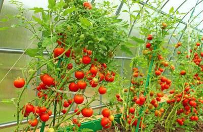 Сорта томатов для теплицы из поликарбоната – лучшие варианты - sadogorod.club