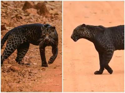 Фотограф заснял редкого черного леопарда - mur.tv - Индия