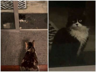 Бездомный кот подружился с кошками женщины, и не оставил ей выбора - mur.tv