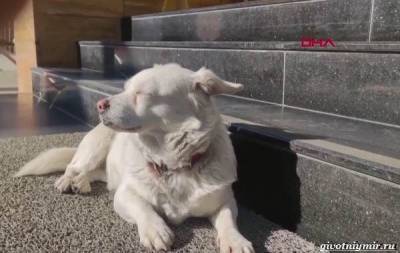 История о собаке, которая 6 дней ждала хозяина под больницей - mur.tv - Турция