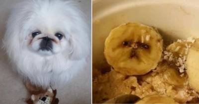 Хозяйка нашла двойника своей собаки в еде и рассмешила Сеть - mur.tv - Сша - штат Мичиган