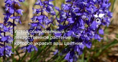 Истод обыкновенный — лекарственное растение, которое украсит ваш цветник - sadogorod.club