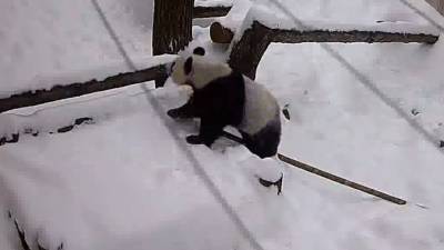 Зимние забавы: Панда прокатилась с горки в московском зоопарке. - mur.tv