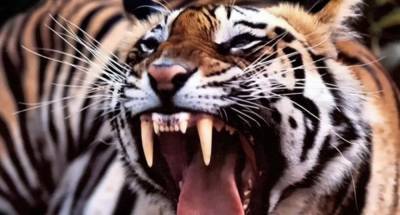 В Черниговской области тигр загрыз работника зоопарка - mur.tv - Черниговская обл.