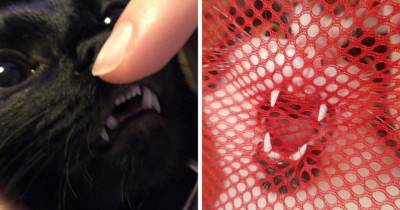 17 фотографий котов, которые показали свои зубы, прибавив себе этим ещё 100 очков милашности - mur.tv
