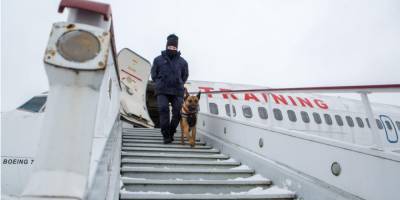 Идут на запах. Как работают служебные собаки, которые ищут взрывчатку в аэропорту Борисполь - mur.tv - Борисполь