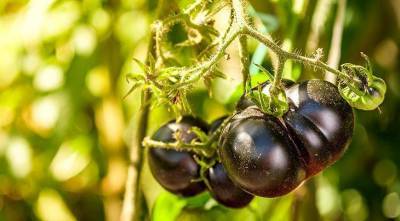 Черный томат: лучшие сорта и гибриды черных помидор для посадки в теплицу - sadogorod.club - Лондон - штат Орегон
