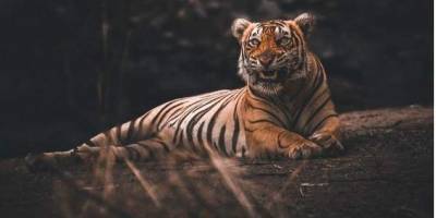 Тигры сбежали из зоопарка, убив владельца, страуса и обезьяну. После масштабной охоты одно животное застрелили - mur.tv - Индонезия