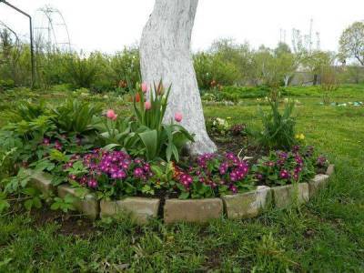 Какие декоративные растения и цветы можно посадить в приствольные круги плодовых деревьев - sadogorod.club