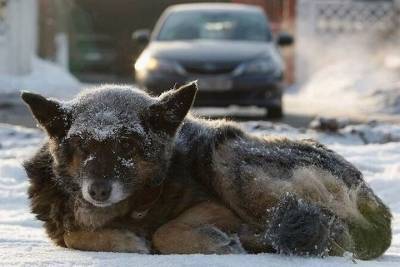 В Иванове на вылов бродячих собак израсходуют более четырех миллионов рублей - mur.tv