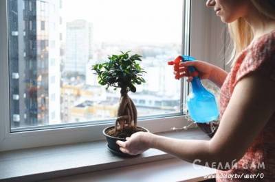 Искусство бонсай. Как создать стильный мини-сад в квартире? - lifehelper.one - Япония