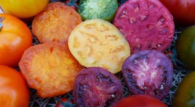 Что такое гибриды томатов и томаты F1, выбираем лучшие: советуют огородники - sadogorod.club