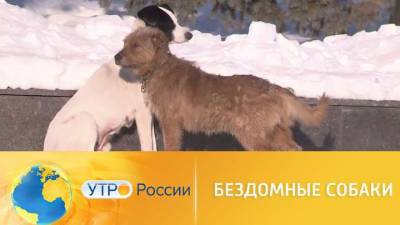 Утро России. Бездомные собаки - mur.tv - Россия - республика Бурятия