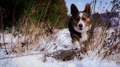 Михаил Шеляков - Ветврач рассказал о правилах выгула собак в холодную погоду - mur.tv - Россия - Москва