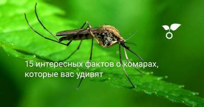 15 интересных фактов о комарах, которые вас удивят - sadogorod.club
