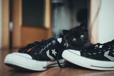 Откуда у кошек любовь к хозяйским тапкам? - mur.tv