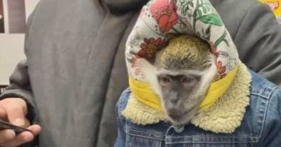 Вынуждены “зарабатывать” на холоде: зоозащитники возмущены издевательством над обезьянами в центре Киева - mur.tv - Киев - Малайзия