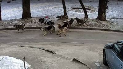 Камеры засняли нападение своры собак на воронежскую школьницу - mur.tv