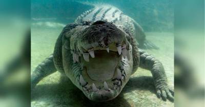 Гигантский крокодил проглотил двух акул и попал на видео - mur.tv - штат Квинсленд - Australia