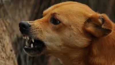 Нападение своры бездомных собак на девочку в Воронеже сняли на видео - mur.tv - Воронеж