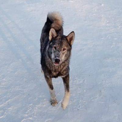В Бурятии повысили штрафы на самовыгул собак - mur.tv - Москва - республика Бурятия - Улан-Удэ
