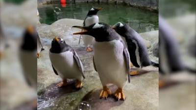 Пингвинам в Московском зоопарке устроили пенную вечеринку - mur.tv