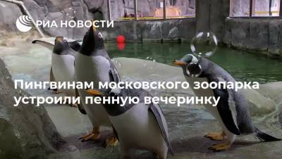 Пингвинам московского зоопарка устроили пенную вечеринку - mur.tv - Москва