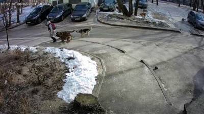 Мэрия прокомментировала видео с нападением стаи собак на воронежскую школьницу - mur.tv - Воронеж