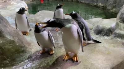 Видео: пингвинов в Московском зоопарке развлекают с помощью мыльных пузырей - mur.tv