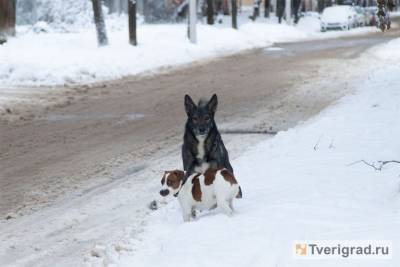 Бездомные собаки не пускают детей в школу в Тверской области - mur.tv - Тверская обл.