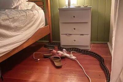 Двухметровая змея вынудила женщину подняться с кровати - mur.tv - Австралия - штат Квинсленд