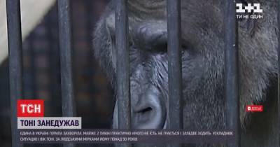 В зоопарке Киева заболела знаменитая горилла Тони: как спасают его жизнь - mur.tv - Украина - Германия - Киев