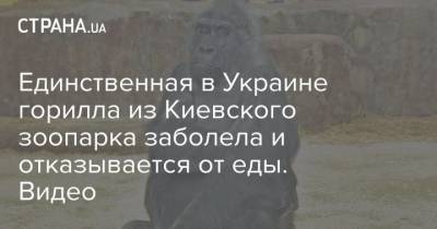 Единственная в Украине горилла из Киевского зоопарка заболела и отказывается от еды. Видео - mur.tv - Украина - Харьков