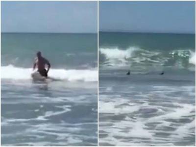 Плавая в океане, мужчина заметил позади себя двух акул - mur.tv - Новая Зеландия