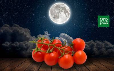Выращивание томатов по Лунному календарю в 2021 году - sadogorod.club